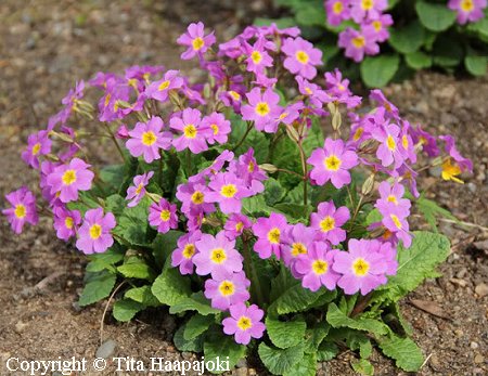 Julianesikko, Primula juliae